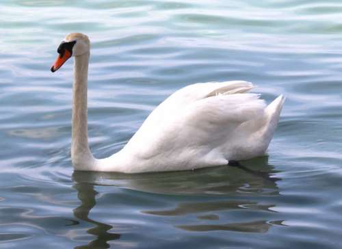 Mute Swan Swan Plumage Foot Elegant Lake