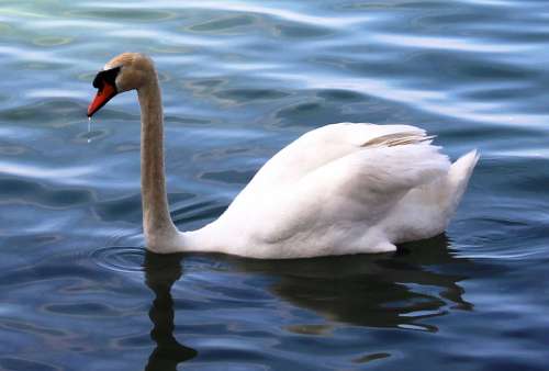 Mute Swan Swan Elegant Bill Plumage Lake
