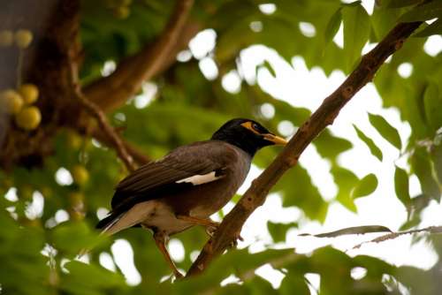 Myna Bird Perched Branch Tree