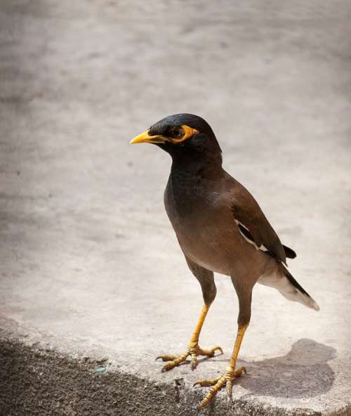 Myna Bird Perched Sidewalk