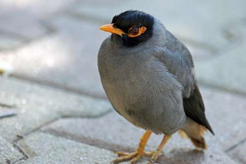 Mynah Bird Nature Animal Animals Wings Beak Pen