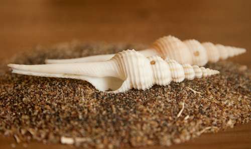 Nacre Mother-Of-Pearl Seashell Shell Sea Life