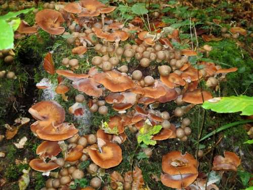 Nameko Mushrooms Nature Autumn Leaves Brown