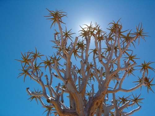 Namibia Backlighting Sun Tree Sky Blue