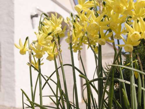 Narcissus Daffodils Flowers Yellow Spring Nature