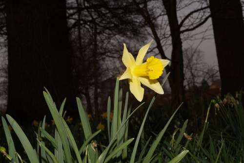 Narcissus Daffodil Flower Blossom Bloom Yellow