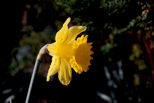 Narcissus Daffodil Flower Blossom Bloom Yellow