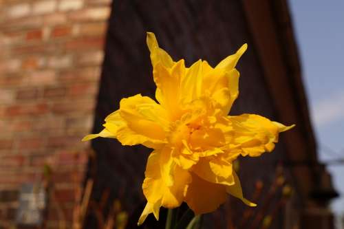 Narcissus Special Crossing Holland Blossom Bloom