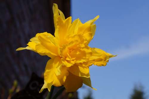 Narcissus Special Crossing Holland Blossom Bloom