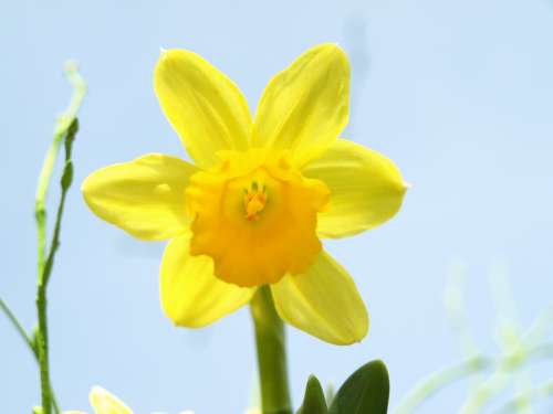 Narcissus Daffodil Yellow