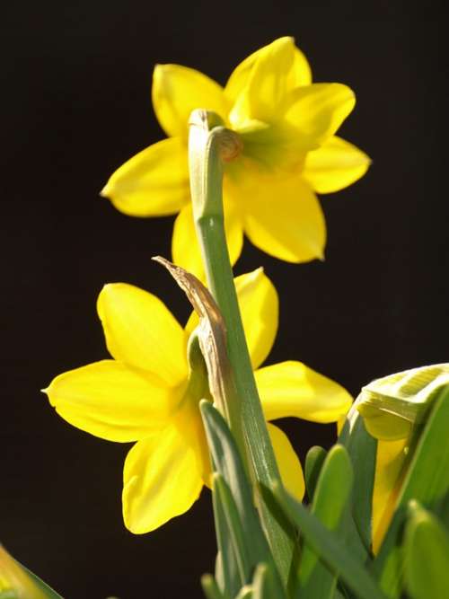 Narcissus Stengel Yellow Flower