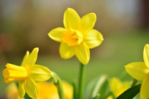 Narcissus Daffodil Flower Blossom Bloom Yellow