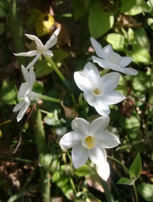 Narcissus White Flower Flowers White Narcissus