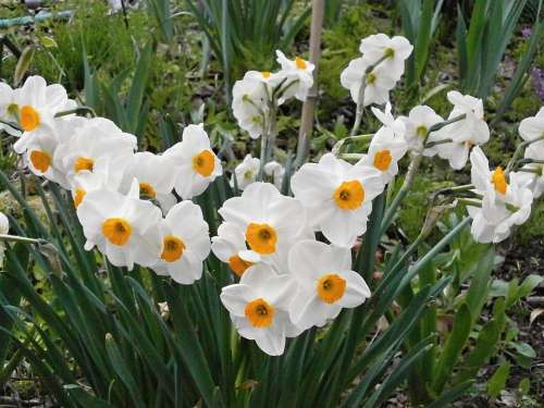 Narcissus Spring Flowers