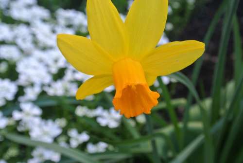 Narcissus Flower To Easter Narcissus Pseudonarcissus