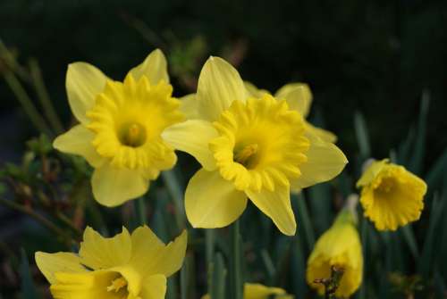 Narcissus Yellow Custom Plant Spring Easter Bunny