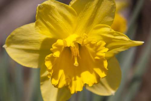 Narcissus Amaryllis Plant Daffodil Easter Flower