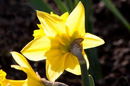 Narcissus Pseudonarcissus Daffodil Ostergloeckchen