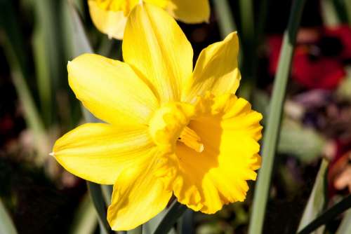 Narcissus Pseudonarcissus Daffodil Ostergloeckchen