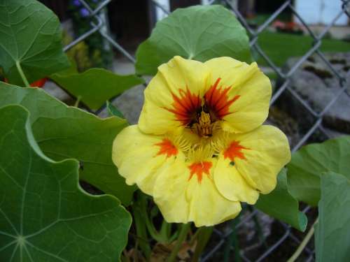 Nasturtium Flowers Beautiful Flower