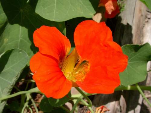 Nasturtium Red Flower