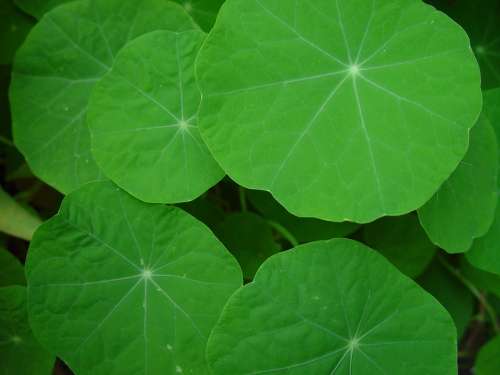 Nasturtium Leaves Leaf Landscapes Nature