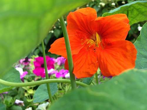 Nasturtium Blossom Bloom Orange Green Decoration