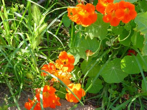 Nasturtium Plant Grass Orange Flowers Nature