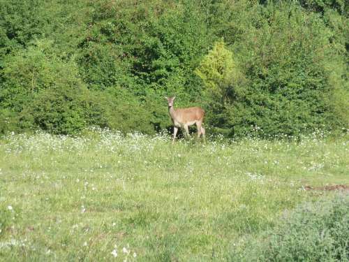 National Park Of Abruzzo L'Aquila Deer