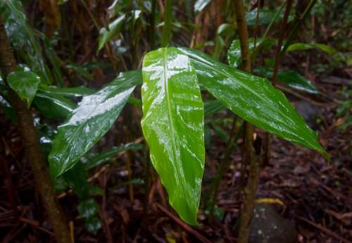 Native Ginger Leaves Wet Shiny Rainforest Rain
