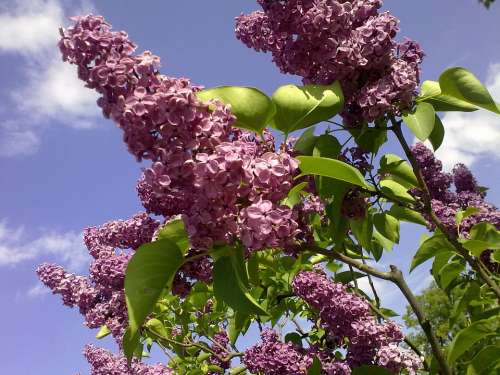 Natural Violet Lilac On Spring Summer Lilac