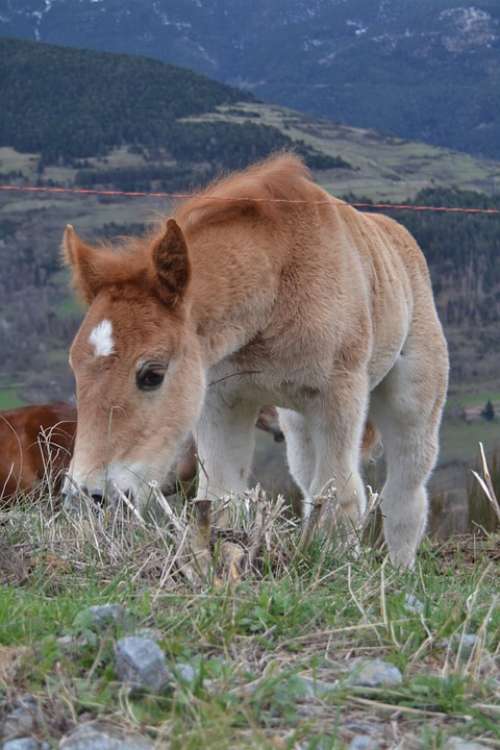 Nature Pony Mammals Horses