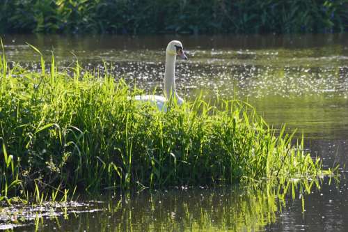 Nature Swan Water Pond Spring