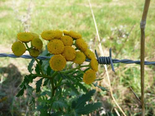 Nature Flower Yellow Barbed Wire Fence