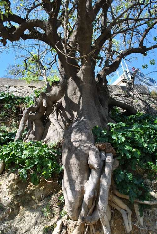 Nature Tree Root