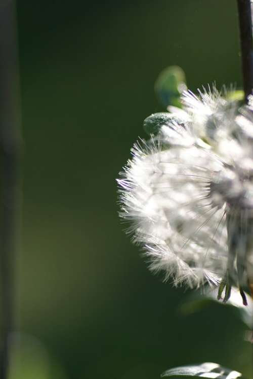 Nature Weed Wild Herb Filigree Dandelion