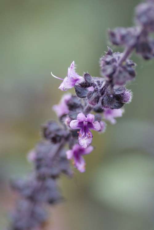Nature Shrub Blossom Bloom Close Up Macro Purple