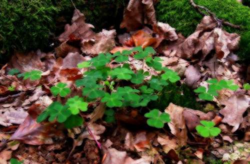 Nature Klee Forest Leaves Luck Lucky Charm Green