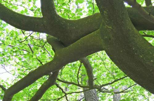 Nature Tree Beech Strong Aesthetic Branch Arm