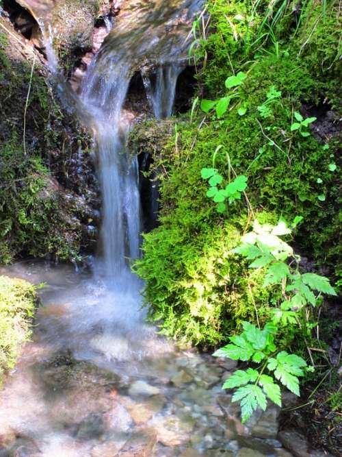 Nature Water Forest Waterfall Running Water