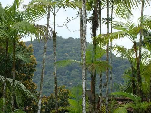 Nature Landscape Mata Atlantica Tropical Forest