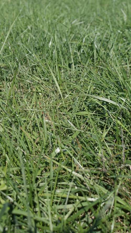 Nature Grass Natural Organic Midwest Lawn Green