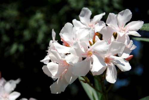 Nature Plant Oleander White Flower Petals