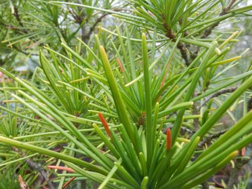 Nature Plant Needles Iglak Coniferous Green