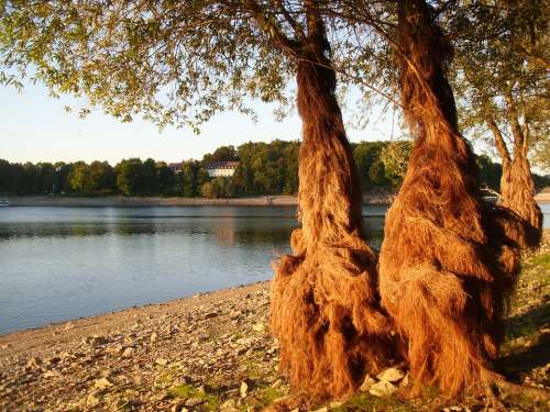 Nature Tree Woolly Hairy Lake Bart Tree