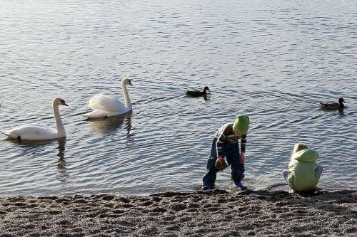 Nature Water Animals Animal Swan Swans Duck