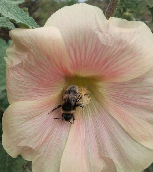 Nature Flower Hummel Pink Flower