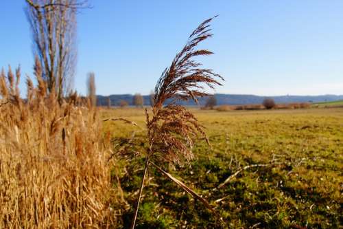 Nature Reed Marsh Plant Grass Plant Autumn Meadow