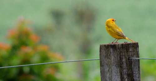 Nature Bird Canary Tropical Birds