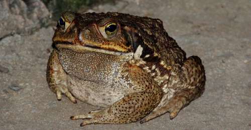 Nature Frog Amphibian Animal